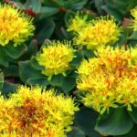 Rhodiola rosea na smutki pomoże, na nogi postawi i doda odwagi!