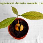 jak zasadzić awokado