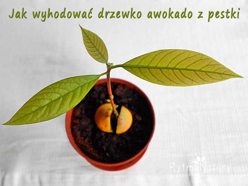 jak zasadzić awokado