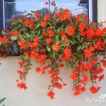 begonia bulwiasta