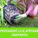 lilia afrykanska
