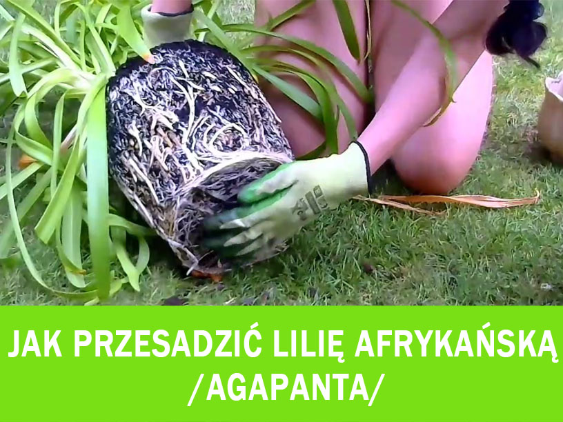Lilia afrykańska /agapant/ – po co, jak i kiedy ją przesadzać? /video/
