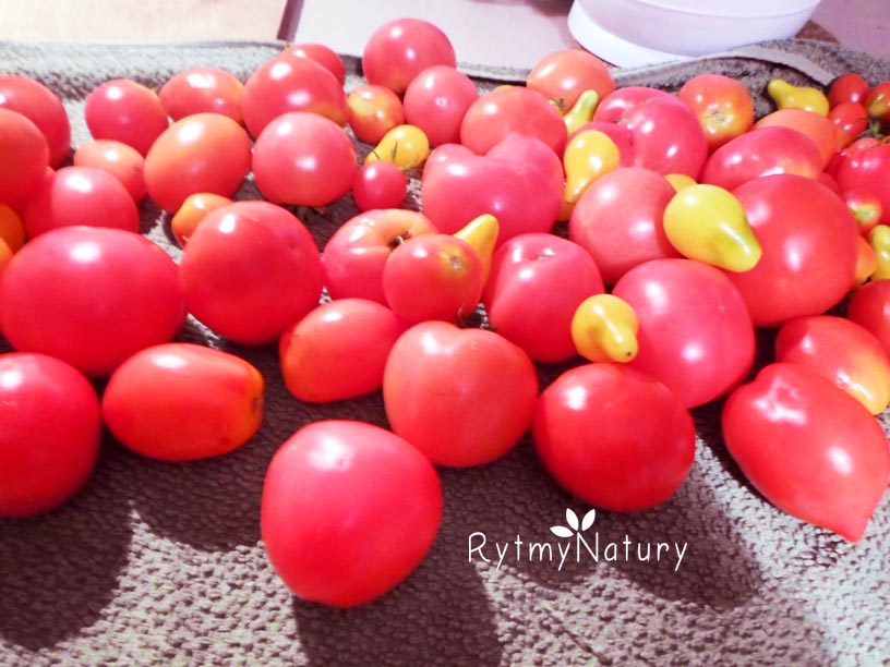 ekologiczna uprawa pomidorow