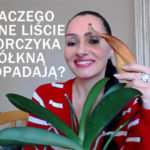 dlaczego zolkna liscie storczyka