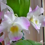 storczyk dendrobium nobile
