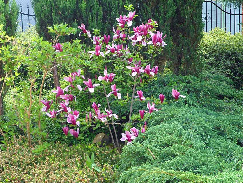 magnolia purpurowa nigra