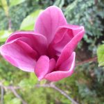 Magnolia purpurowa Nigra idealna do małego ogrodu /video/