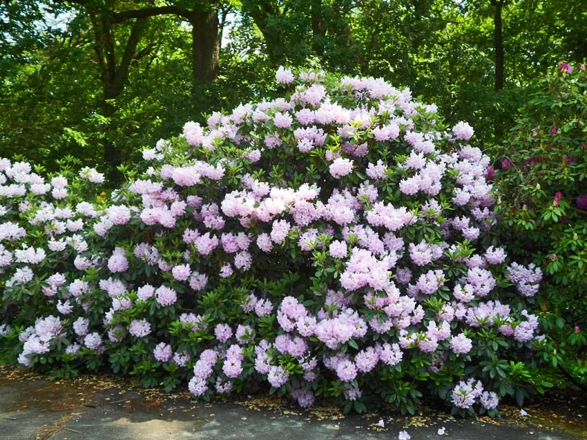 park rododendronów w Kromlau