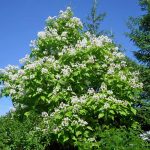 Catalpa bignonioides i ovata to cuda lecznicze naszego świata! /video/