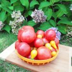Choroby pomidorów - najlepsze, naturalne sposoby aby im zapobiec