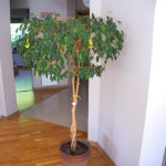 figowiec benjamina
