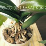 basal keiki na storczyku