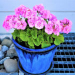 zimowanie pelargonii