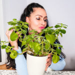 oregano kubańskie