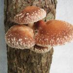 grzyby jadalne shiitake